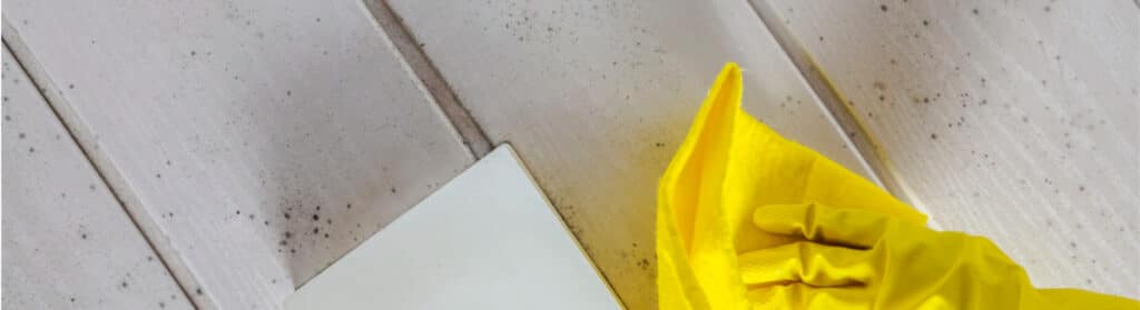 Black Mold Remediation